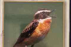 enekesmadarak01 enekesmadarak01