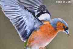 enekesmadarak12 enekesmadarak12