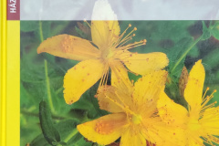 homeopatia03